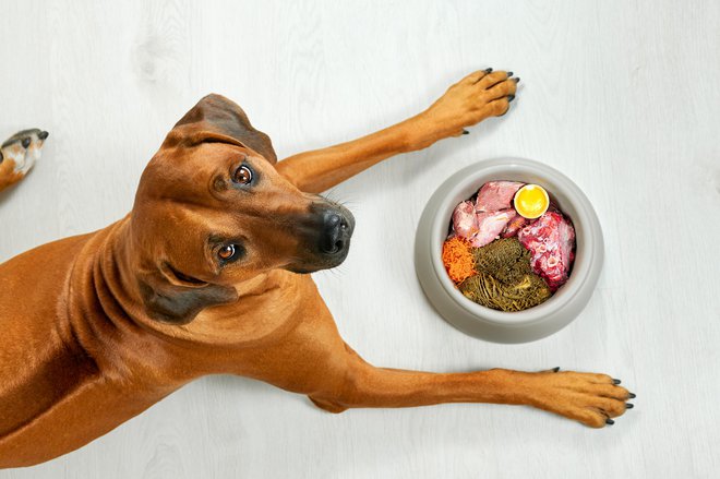 Človeška hrana ne bi smela biti glavni pasji obrok. FOTO: Getty Images