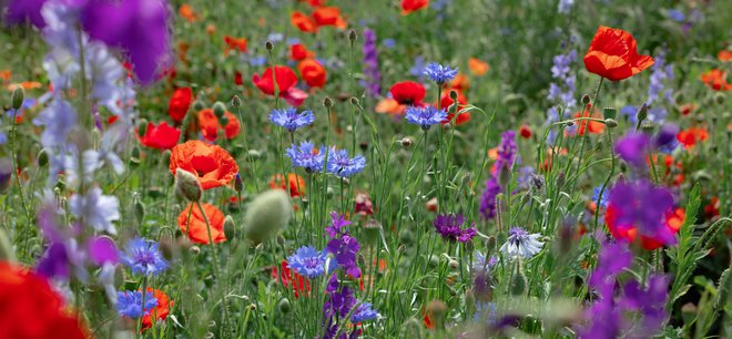 Travniških cvetlic bodo vesele tudi žuželke. FOTO: Iuliia_photographer/Getty Images