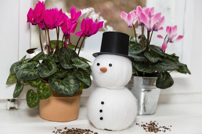 Je ena najbolj priljubljenih zimskih sobnih rastlin. FOTO: Copit/Getty Images