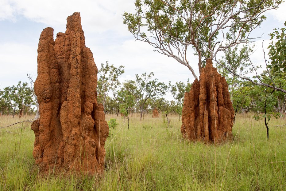 Fotografija: Zgradijo si mogočno bivališče, termitnjak. FOTO: Ken Griffiths/Getty Images