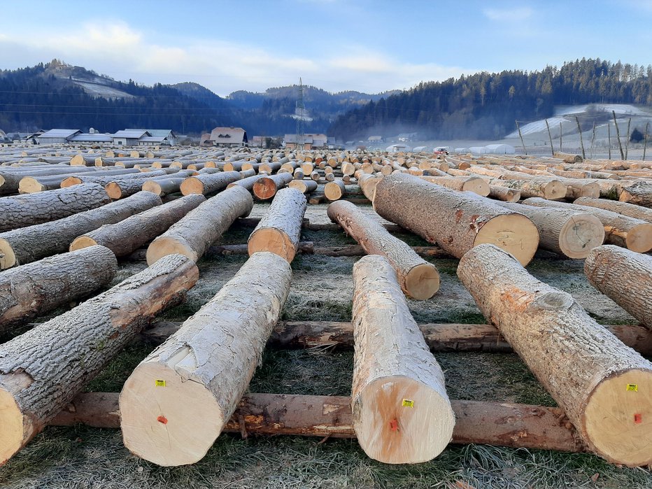 Fotografija: V Slovenj Gradcu poteka že 18. licitacija vrednejšega lesa. FOTO: Mateja Kotnik