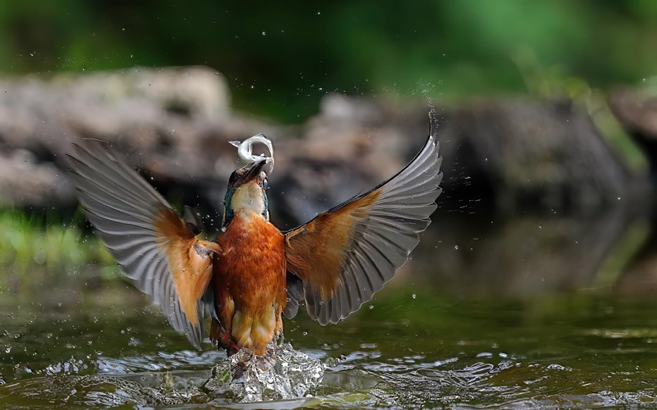 Fotografija: Ptico mu je uspelo posneti v trenutku ulova ribe. FOTO: Milan Mihalič