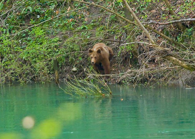 Medved na Kolpi Foto: Vinko Kukman