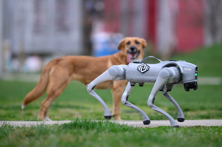 Fotografija: Pravi psi imajo lahko tudi robotsko družbo. FOTO: Davor Puklavec/pixsell Pixsell