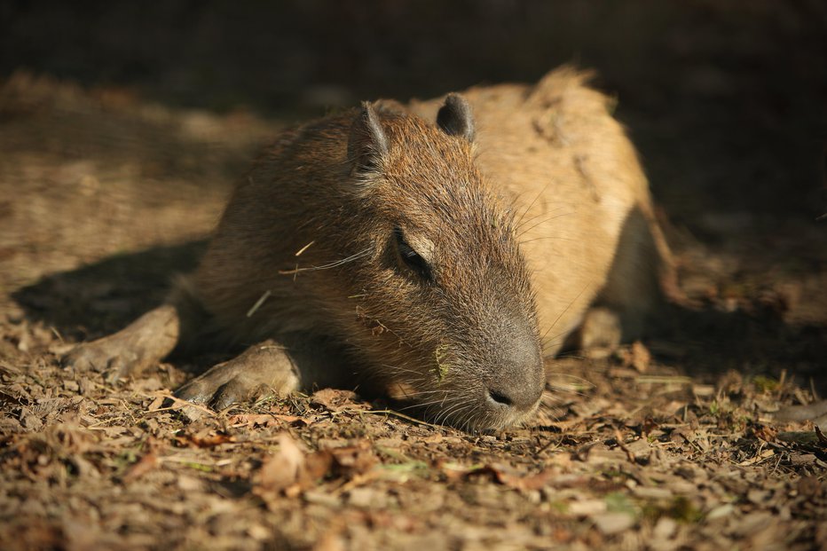 Fotografija: Kapibaro občudujemo tudi v ljubljanskem živalskem vrtu. FOTO: Jure Eržen