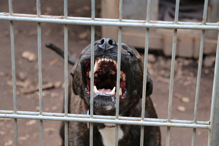 Fotografija: Psa so po tragediji evtanazirali (simbolična fotografija). FOTO: Getty Images