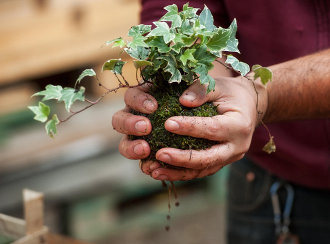 Tehnika kokedama je preprosta, takšnega gojenja sobnih rastlin se lahko loti vsak. FOTO: Zummolo/Getty Images