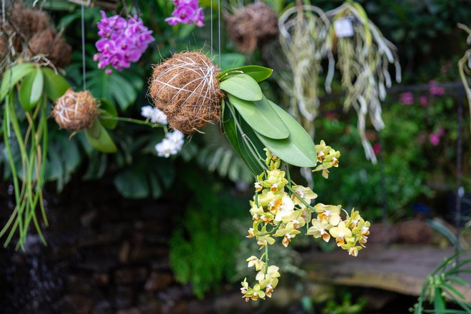 Tudi orhideje lahko vzgojimo po tej tehniki. FOTO: Olga Bryukhova/Getty Images