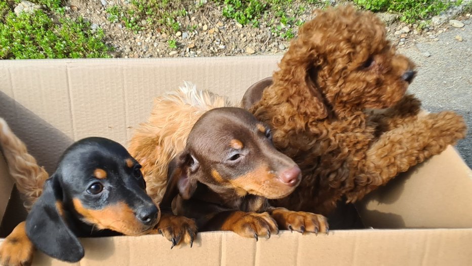 Fotografija: Prestrašeni psički so bili nagneteni v štirih kartonskih škatlah, brez hrane in vode. FOTO: Veterinarska bolnišnica Brežice in PPIU PU Novo mesto