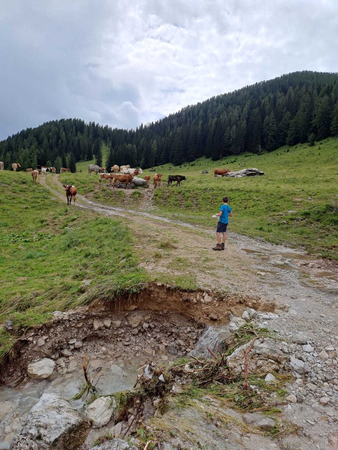Delo pastirja se opravlja na planini Praprotnica. FOTO: Agrarna Skupnost Srednja Vas V Bohinju