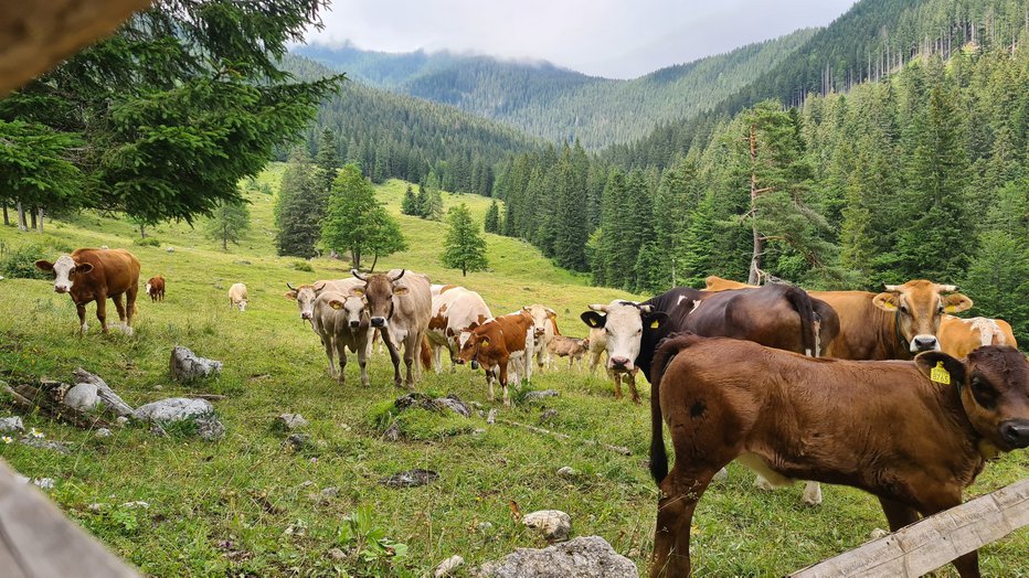 Fotografija: Če bo dovolj goveda in če bodo našli sirarja, bodo pohodnikom ponudili vrhunske izdelke. FOTO: Agrarna skupnost Srednja vas v Bohinju