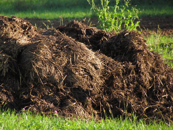 Uležan hlevski gnoj spada na njive, če pa ga ima kmetija dovolj, je priporočljivo pognojiti tudi travnike. FOTO: Jerneja Jošar