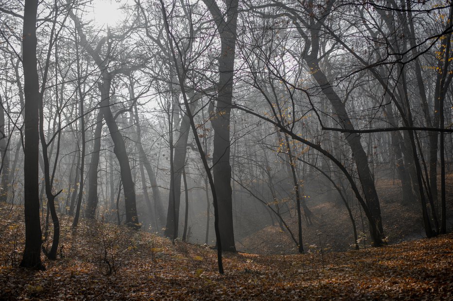 Fotografija: Gozd je poseben tudi zaradi zanimivih dreves z močno ukrivljenimi debli. FOTO: Olga Yefimova/Getty Images