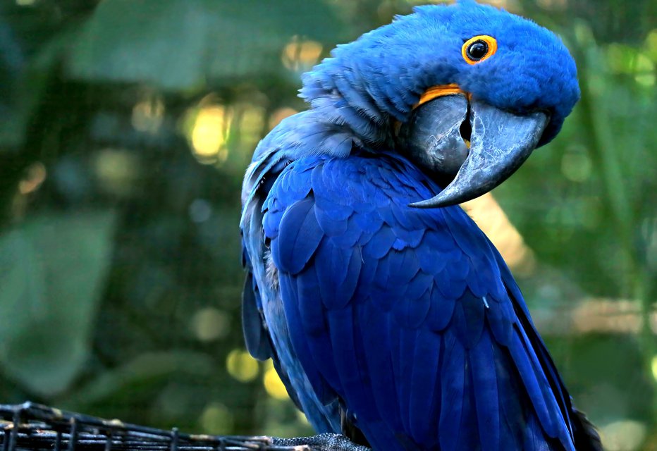 Fotografija: Zaradi papagaja se je v težavah znašel marsikateri par. FOTO: Lovelypeace Getty Images/istockphoto