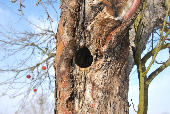 V sadnih drevesih so svoj življenjski prostor našle ptice, denimo smrdokavra in veliki skovik. FOTO: Gregor Domanjko