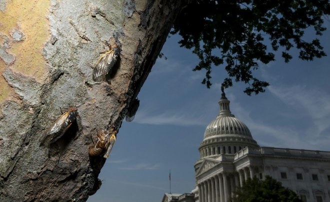 Prekrili bodo drevesne veje, smerokaze in pločnike. FOTO: Getty Images