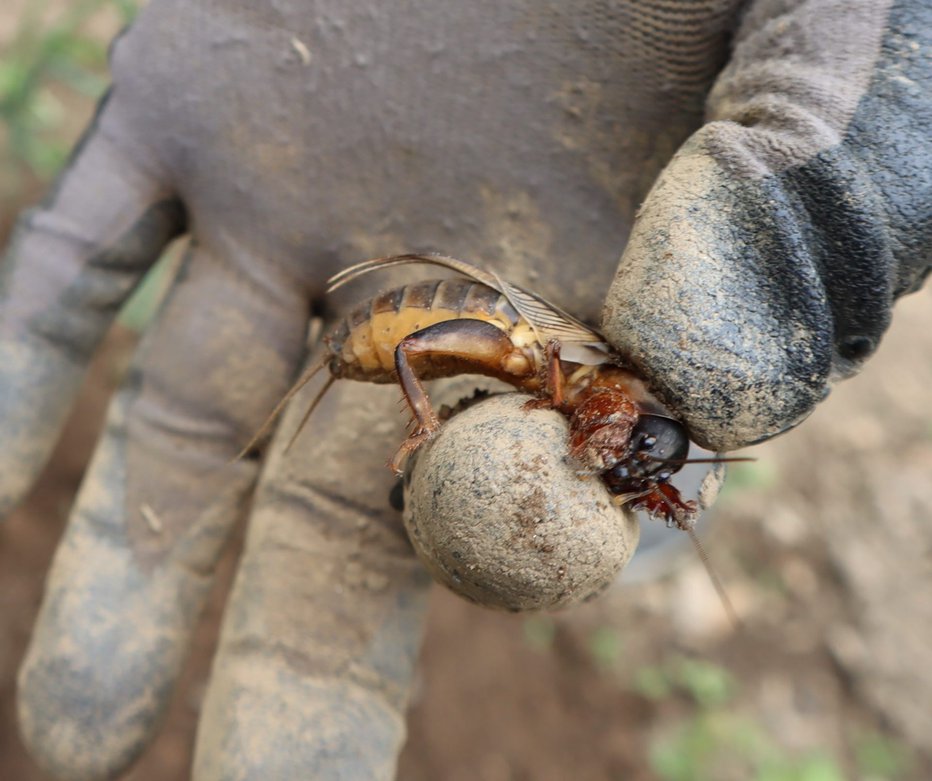 Fotografija: Talni škodljivci, med katerimi so bramorji, se hitro razmnožijo, ko je na voljo veliko hrane. FOTO: Metrob