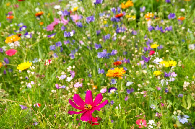 Kosilnica naj tedaj, ko cvetijo avtohtone cvetlice, pogosteje počiva. FOTO: Totalpics/getty Images