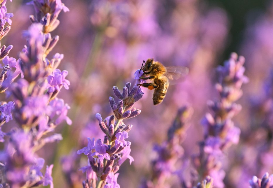 Fotografija: Rade obiskujejo sivko, njeni grmički so zato dobrodošli tudi zaradi čebel. FOTO: Jordi Magrans/getty Images