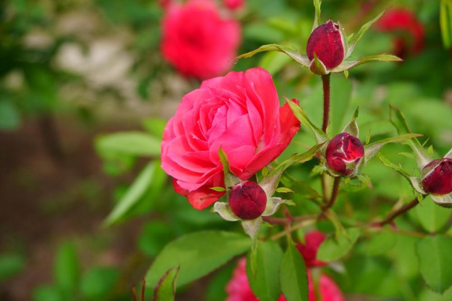 Fotografija: Pri vrtnicah ne gre biti neučakan. Če so vas prehitele s cvetenjem, z obrezovanjem počakajte. FOTO: Rx-93-v2, Shutterstock