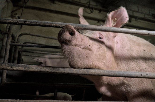 11.000 svinj v Sloveniji zapirajo v kletke v obdobju njihove umetne osemenitve, delu brejosti, ob porodu in med dojenjem. FOTO: arhiv AETP