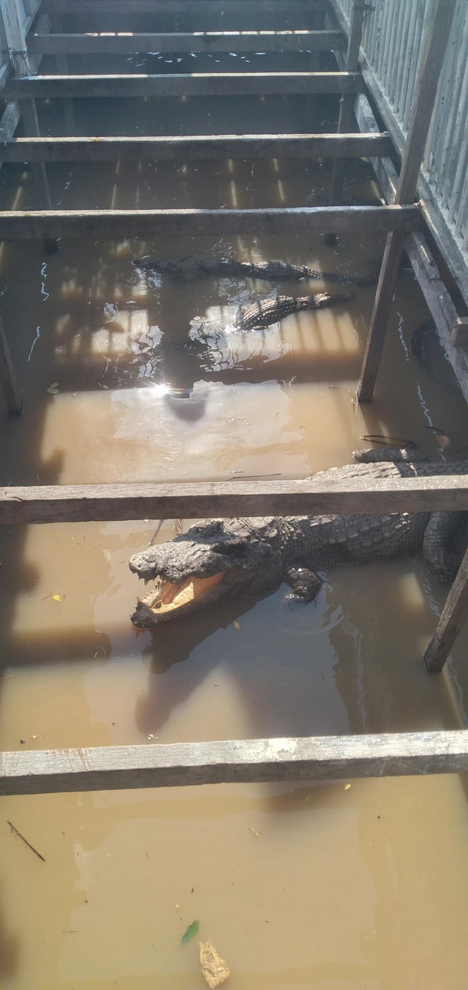Krokodili v jezeru Tonle Sap naj bi bili v kletkah, nato jih pojedo turisti. FOTO: Tomica Šuljić