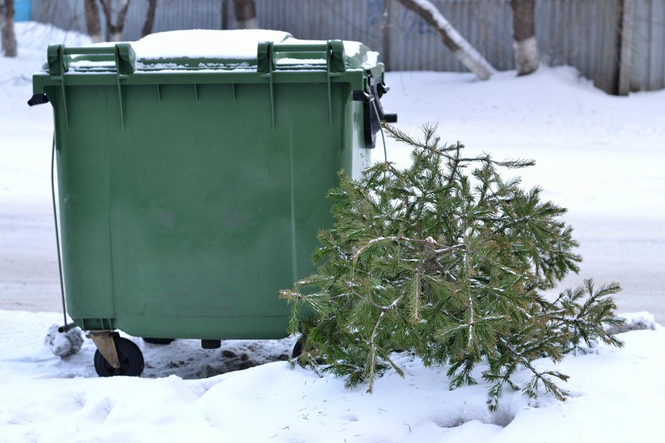 Fotografija: Pravo drevo odvržemo v zabojnik za biološke odpadke. FOTO: Guliver/Getty Images
