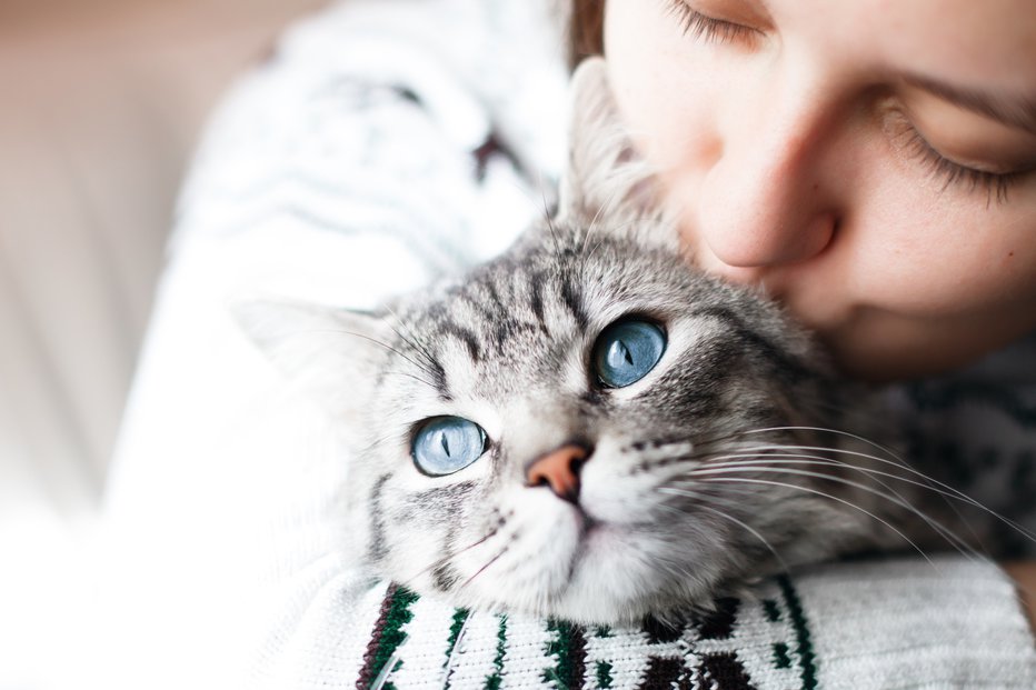 Fotografija: Devet raziskav dokazuje, da so tudi mačke odlični hišni ljubljenčki in življenjski sopotniki. FOTO: Shutterstock