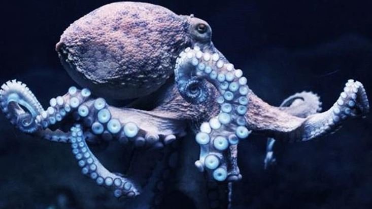 Fotografija: Oblak in Benedettijeva sta izbrala hobotnico kot simbol njegove supermoči. FOTO: Instagram