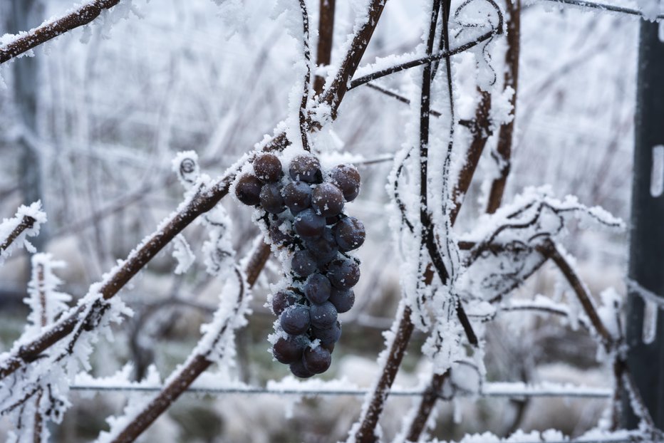 Fotografija: Razmere za pridelavo ledenega vina so zakonsko opredeljene. FOTO: Guliver/Getty Images
