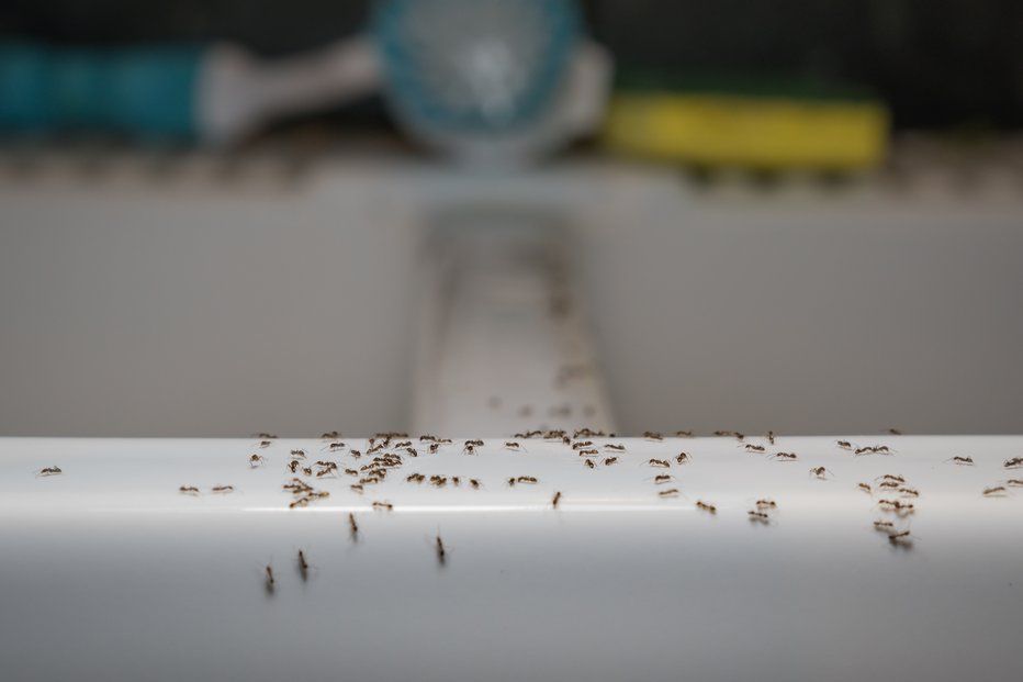 Fotografija: Z mravljami faraonkami imamo v bivalnih prostorih pogosteje opraviti čez zimo, saj jih privlačijo toplota, vlaga in hrana. FOTO: Shutterstock