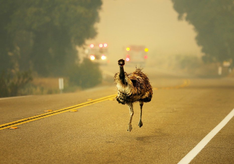 Fotografija: Število živalskih žrtev požarov je preseglo milijardo. FOTO: Reuters