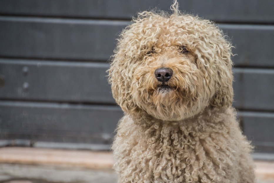 Fotografija: Barbet ali francoski vodni pes je redka pasma. FOTO: Shutterstock