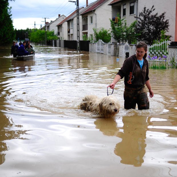 Fotografija: Poplave so ogrozile tudi številne varovance zavetišč za zapuščene živali. FOTO: Reuters