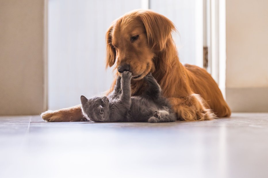 Fotografija: Lastniki hišnih ljubljenčkov z nekaterimi stvarmi nezavedno škodujejo svojim živalim ali pa zgrešijo znake bolezni. FOTO: Shutterstock
