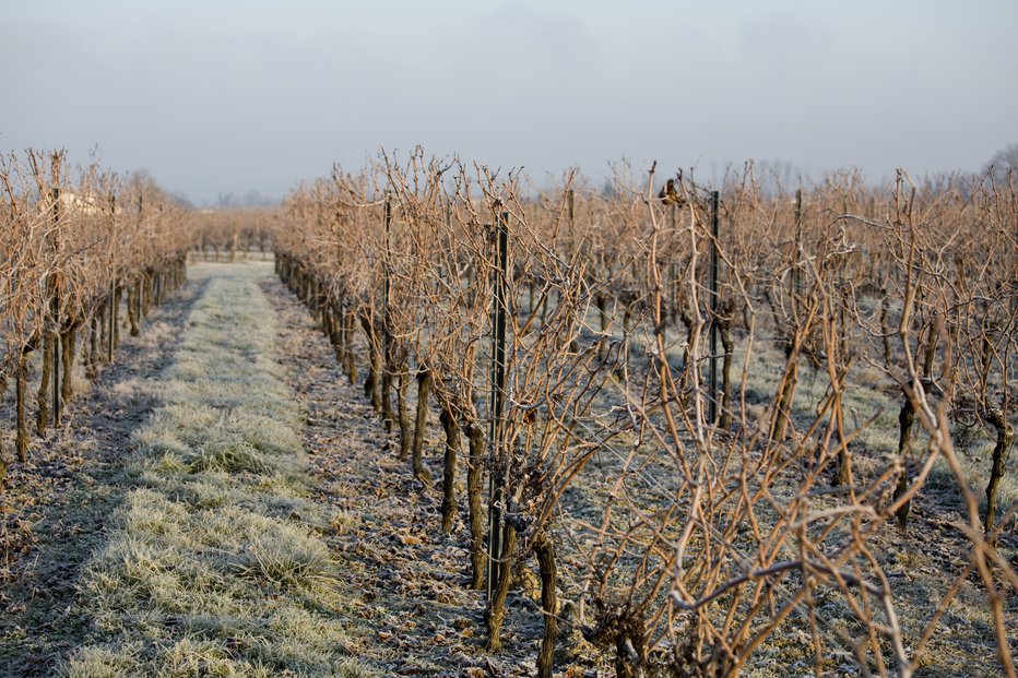 Fotografija: Po starem ljudskem izročilu so v večini vinorodnih območij začeli rez trte na dan sv. Vincencija. FOTOGRAFIJI: Guliver/Getty Images