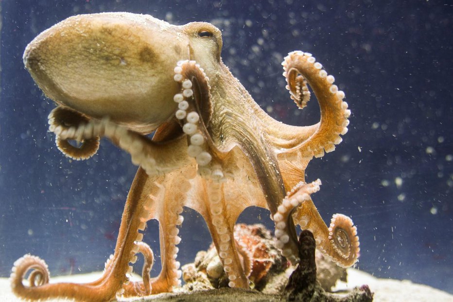 Fotografija: Moškatna hobotnica, ki je tako ime dobila po značilnem vonju, je dokaj pogosta vrsta. Foto: Manja Rogelja