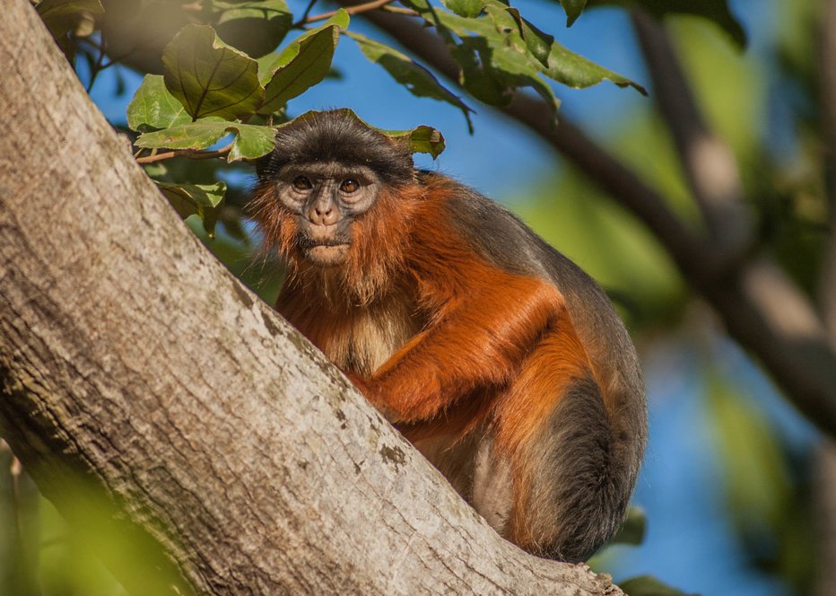 Fotografija: Na Zanzibarju pogrešajo opico rdeči kolobus. FOTO: Wikipedia