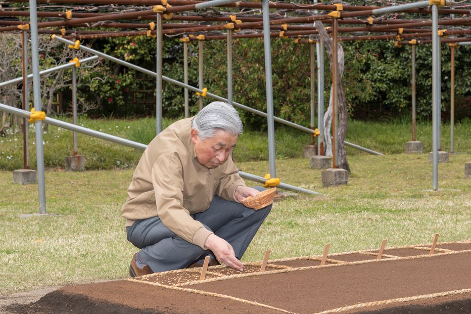 Fotografija: Akihito je tako aprila lani sadil zrna riža na vrtu Cesarske palače. FOTO: Reuters