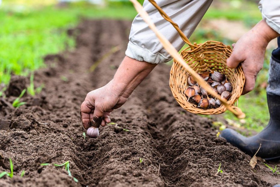 Fotografija: Zdaj sadimo samo spomladanske sorte sorte česna. FOTO: Shutterstock