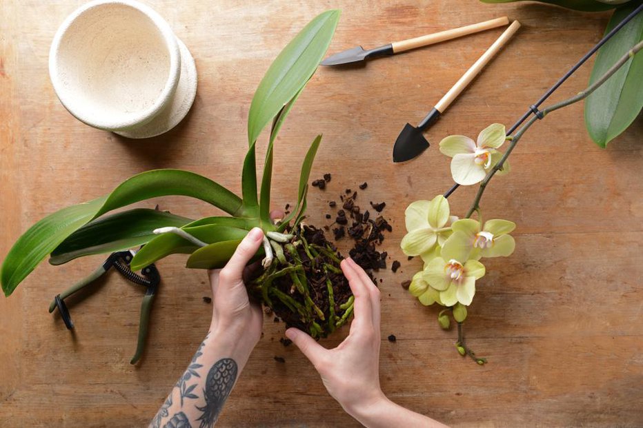 Fotografija: Čeprav orhideje niso zahtevne za vzdrževanje, jih je na vsakih nekaj let priporočljivo presaditi. FOTO: Shutterstock