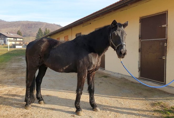 Izhodiščna cena za konja Winetouja je 500 evrov.