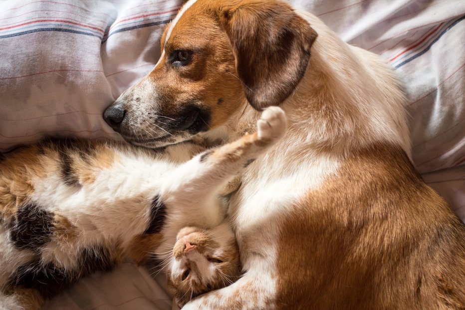 Fotografija: Pasja in mačja ležišča peremo vsakih 14 dni. FOTO: Shutterstock