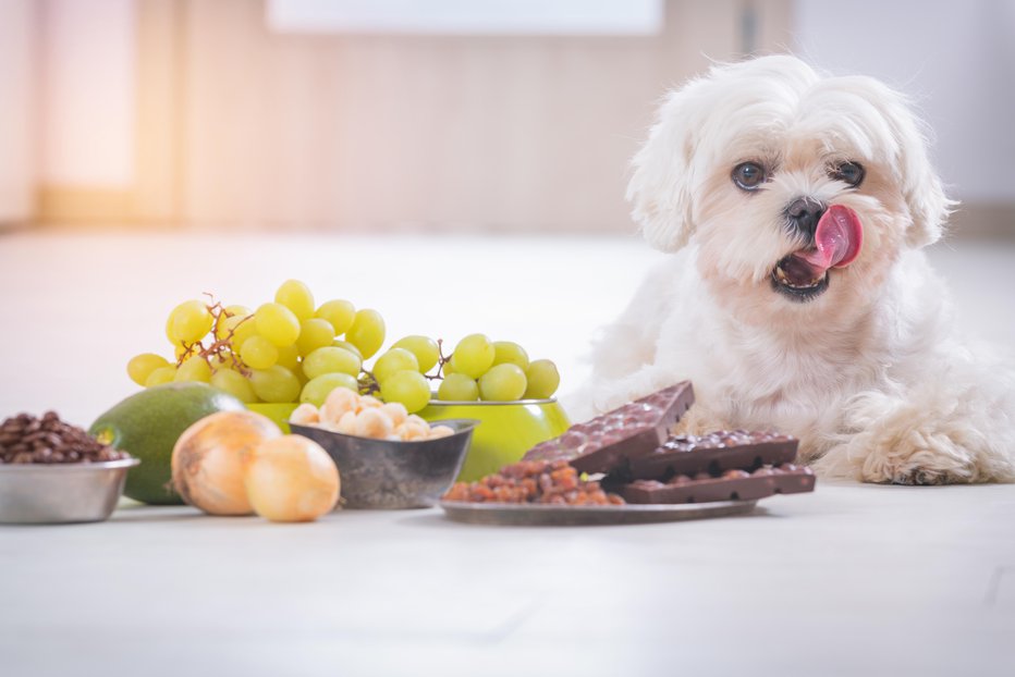 Fotografija: Nam ne povzroča težav, za hišne ljubljenčke pa je ta hrana lahko zelo škodljiva. Foto: Guliver/Getty Images