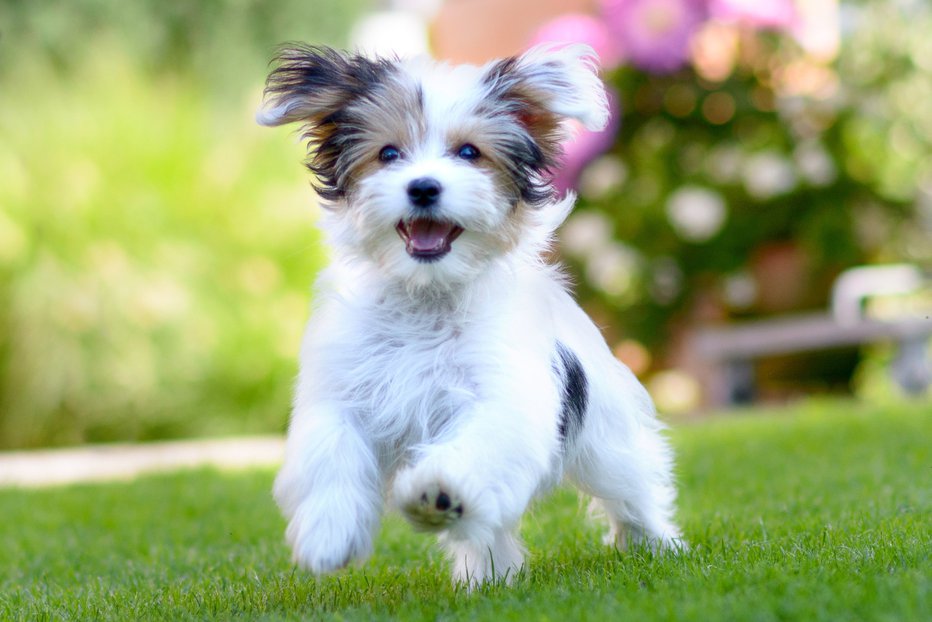 Fotografija: Psi so čudoviti življenjski sopotniki, a skrb zanje ni nekaj, kar odpravimo z levo roko. FOTO: Shutterstock