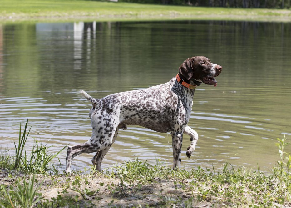 Fotografija: Večja možnost okužbe je pri lovskih psih in psih, ki so veliko v naravi. Foto: Guliver/Getty Images
