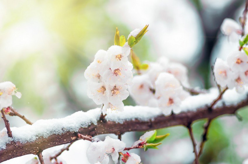 Fotografija: Zaradi zgodnjega cvetenja so v največji nevarnosti marelice in breskve. FOTO: Shutterstock