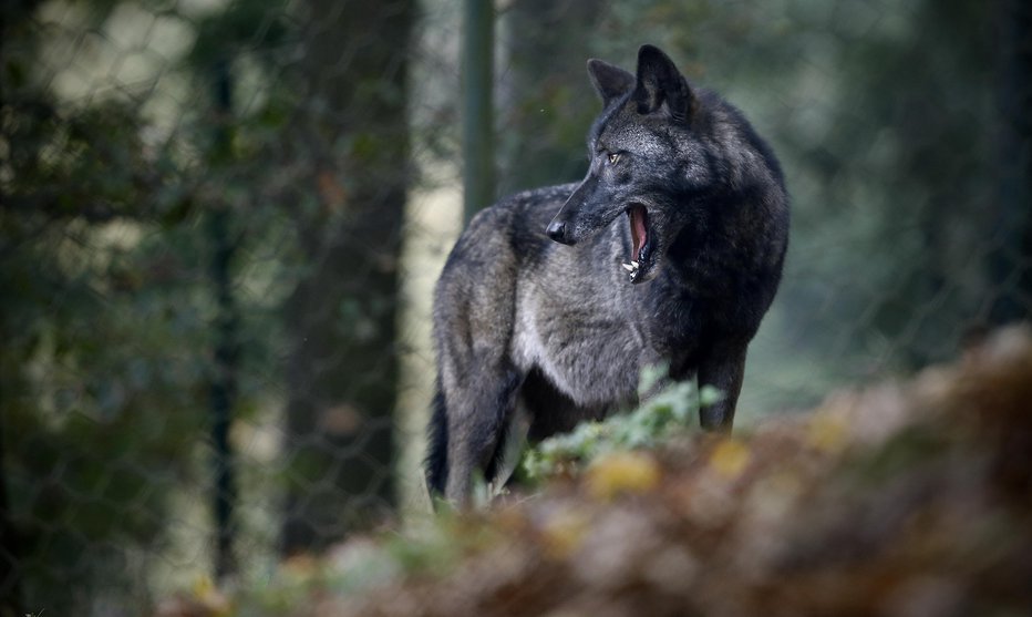 Fotografija: V Slovenskih goricah je drobnico pomoril volk. FOTO: Blaž Samec