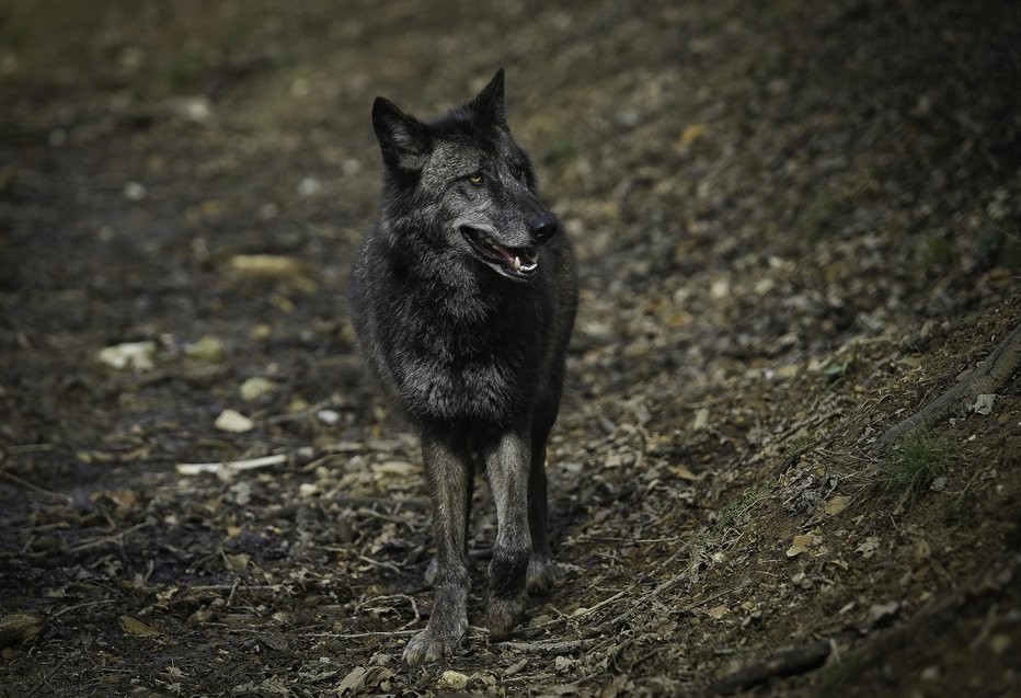 Fotografija: Zaradi napada volka so rejce drobnice v Slovenskih goricah opozorili, naj svoje živali zapirajo v hleve.