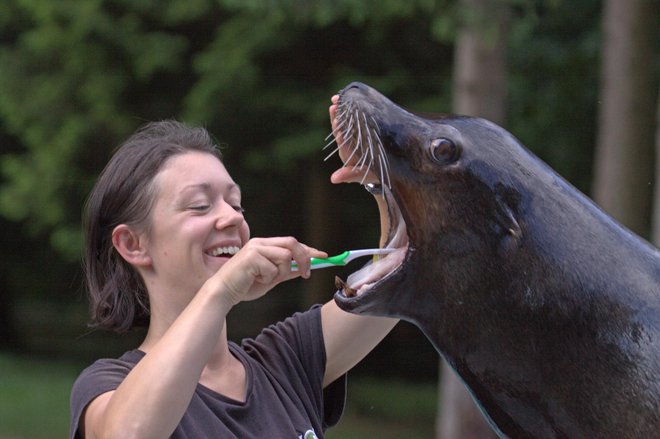 Skrbijo tudi za ustno higieno morskih levov. FOTO: ZOO